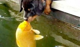 女子亲狗被爆料了视频在线观看,网友热议宠物亲密互动瞬间